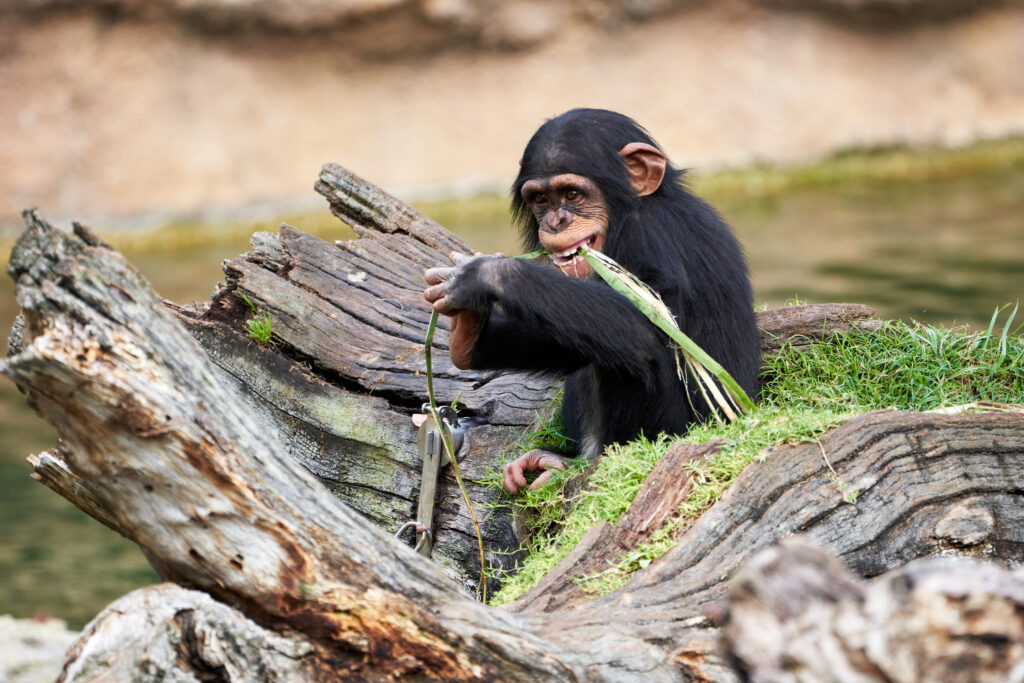 Ubud Monkey Forest – Nature, Spirituality & Wildlife