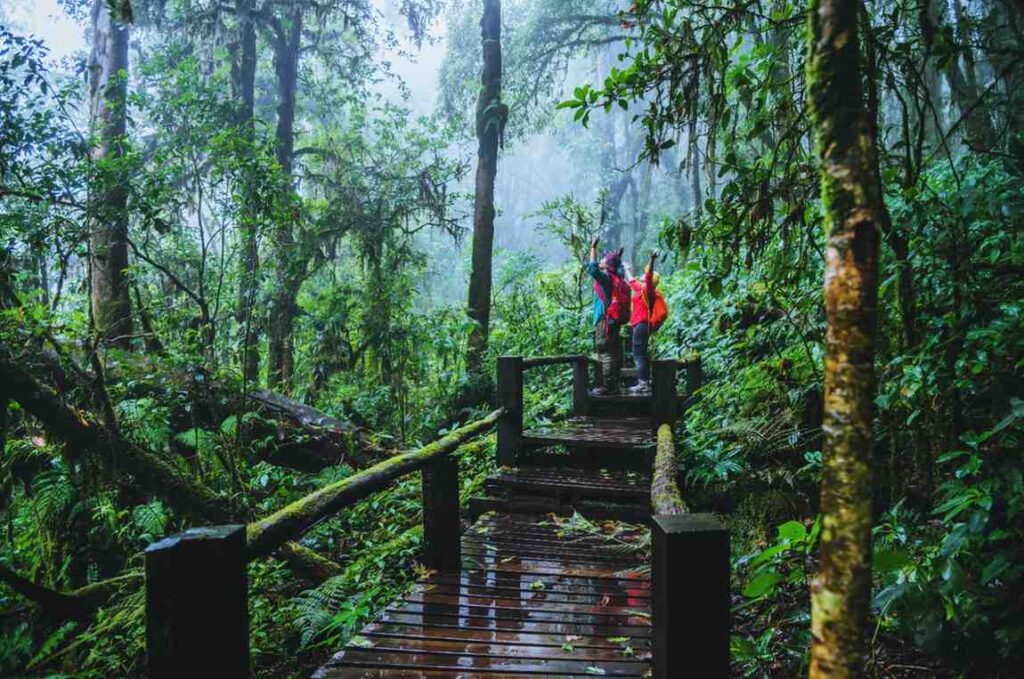 Natural Wonders and Rainforest Adventures