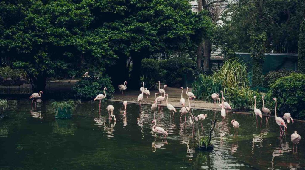 Wildlife Experiences Around Victoria Falls